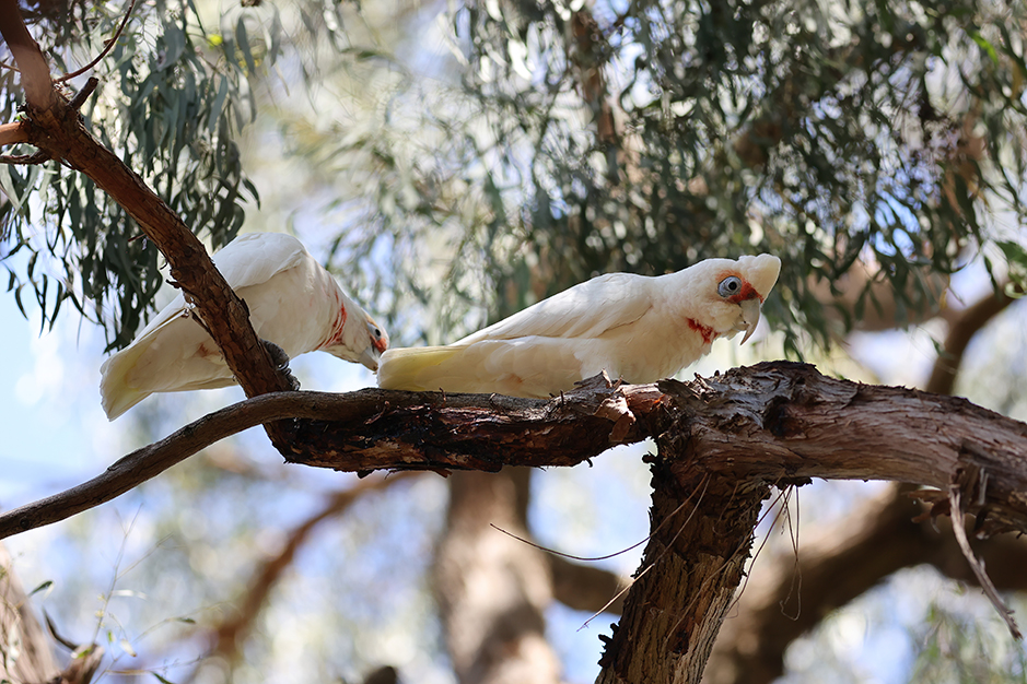 A pair long-billed corellas at Grampians Paradise Camping and Caravan Parkland